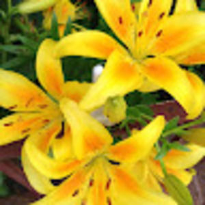 Meet your Posher, Catherine